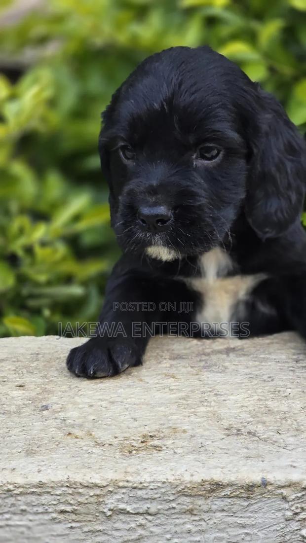 1-3 months Male Purebred English Cocker Spaniel - main view