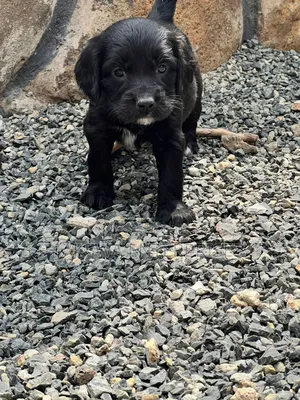 1-3 months Male Purebred English Cocker Spaniel