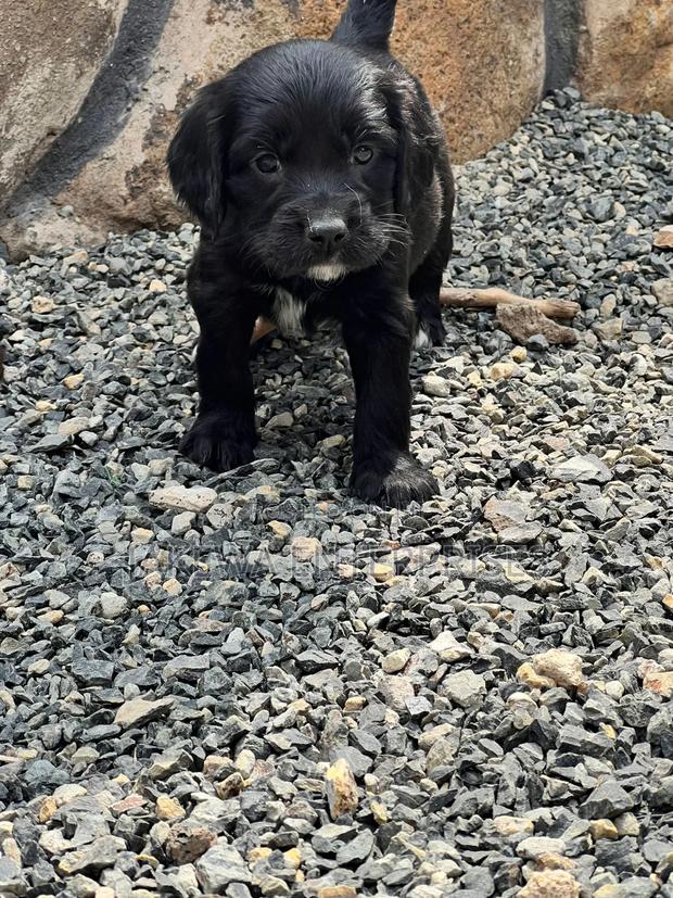 1-3 months Male Purebred English Cocker Spaniel - thumbnail 3