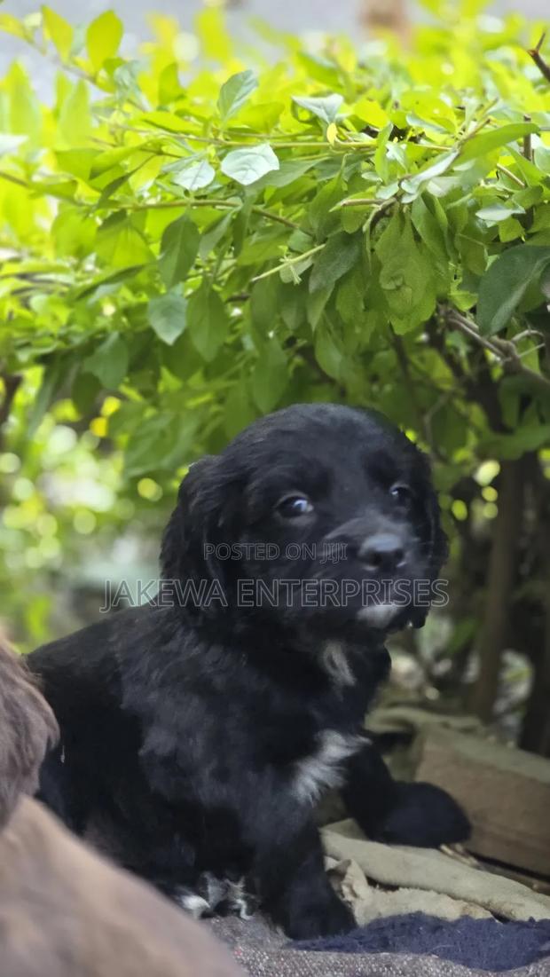 1-3 months Male Purebred English Cocker Spaniel - thumbnail 4