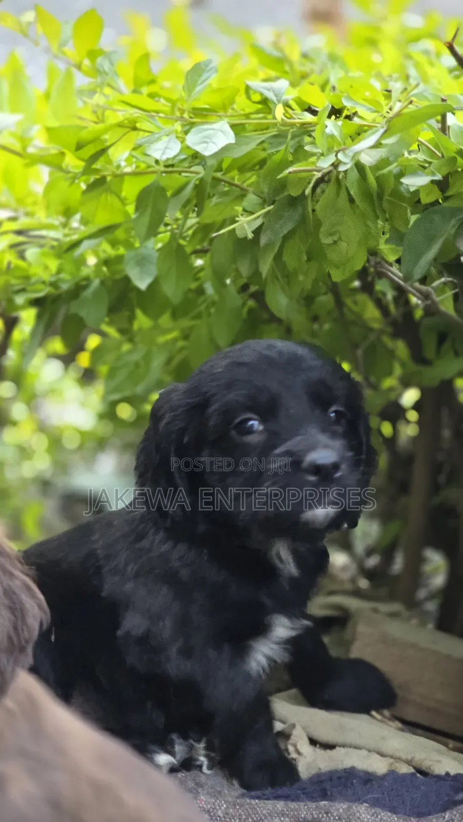 1-3 months Male Purebred English Cocker Spaniel
