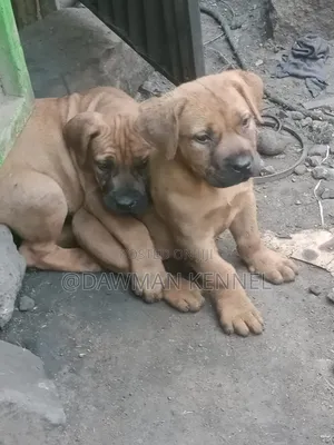1-3 months Female Purebred Boerboel