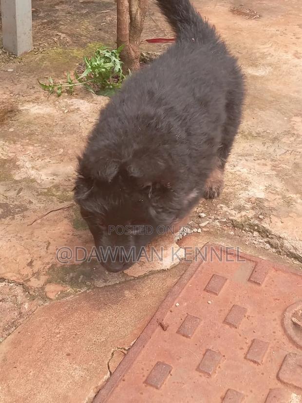 1-3 months Male Purebred German Shepherd - main view