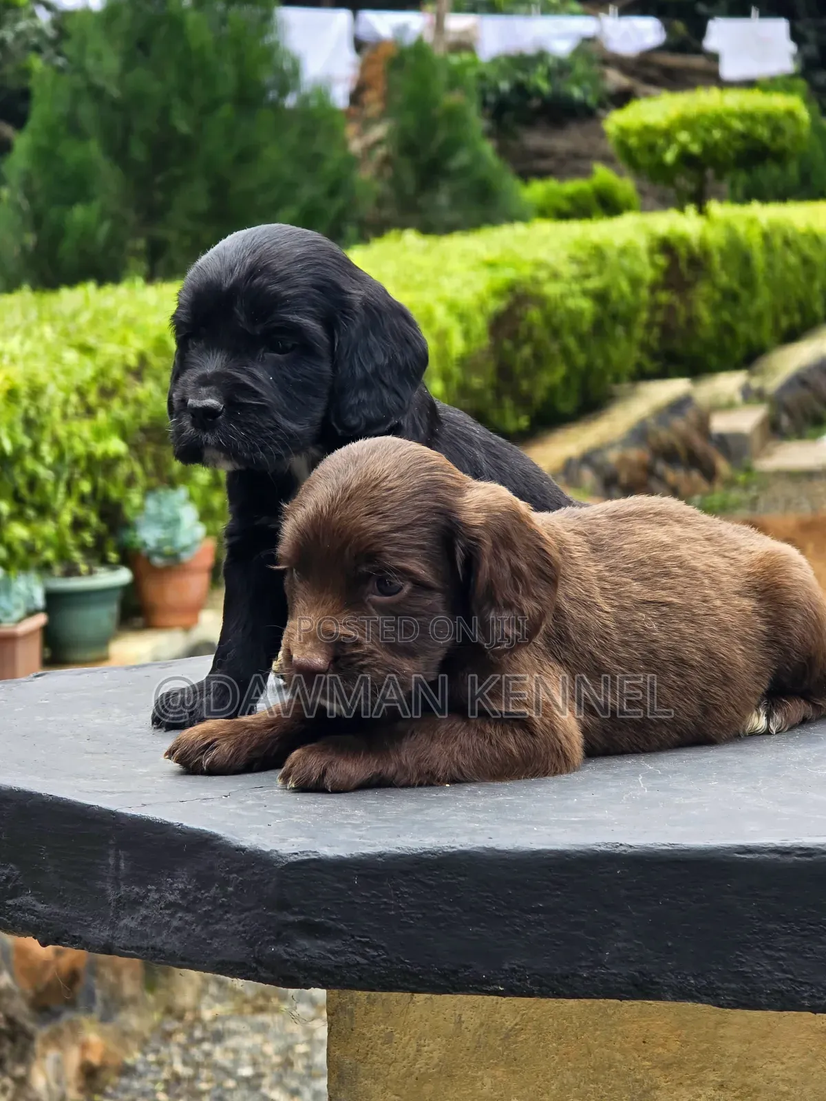 1-3 months Male Purebred Cocker Spaniel