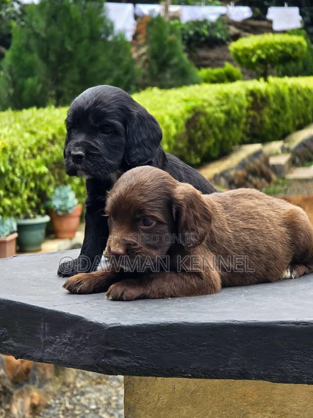 1-3 months Male Purebred Cocker Spaniel - main view