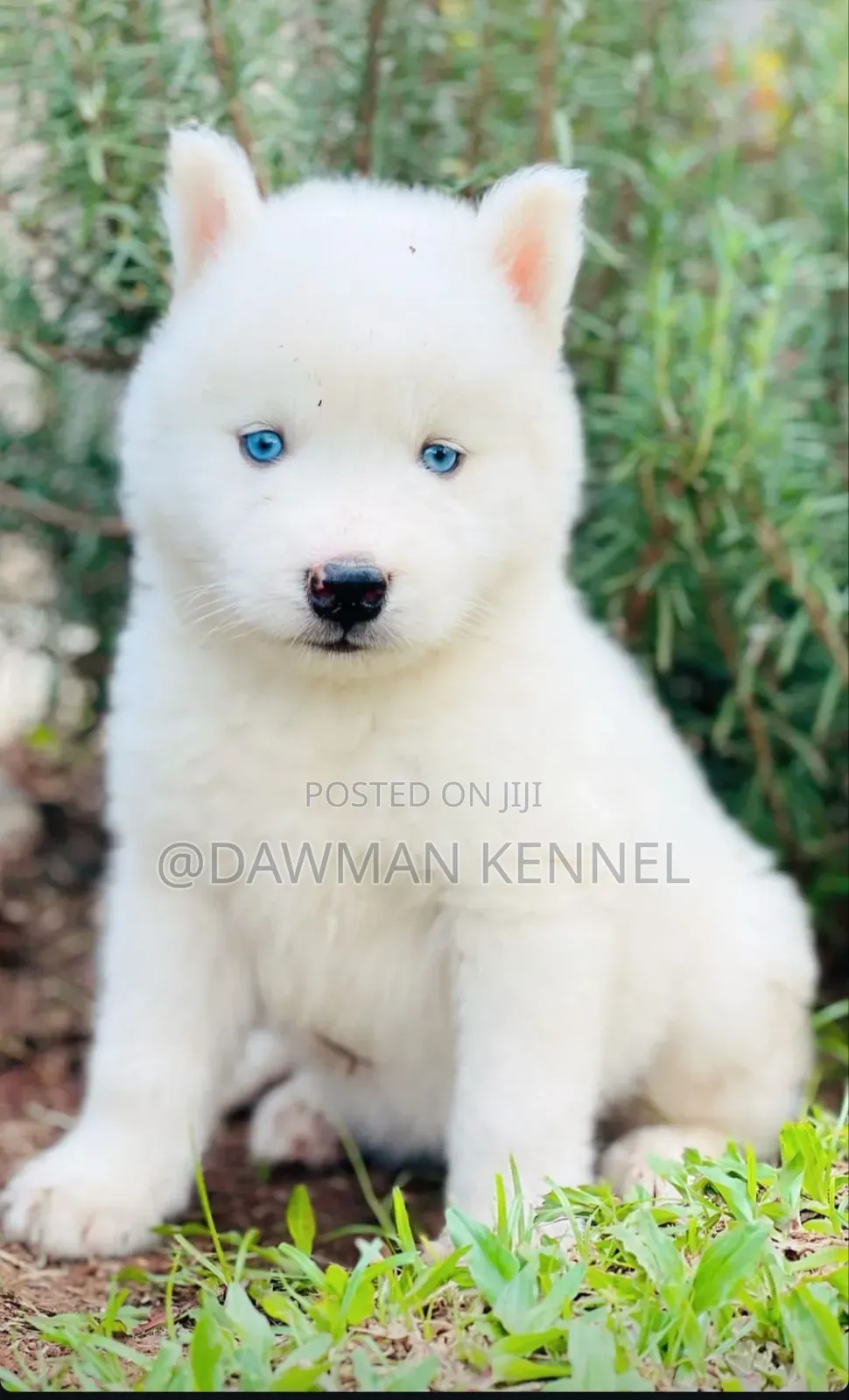 1-3 months Male Purebred Siberian Husky