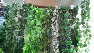 2m Climbers Dozen 1200 Shillings - thumbnail 2