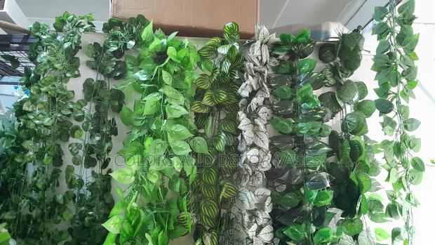 2m Climbers Dozen 1200 Shillings - main view