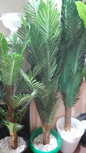 Palm Trees Variety of Sizes