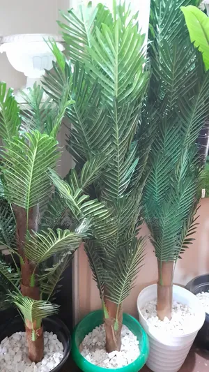 Palm Trees Variety of Sizes