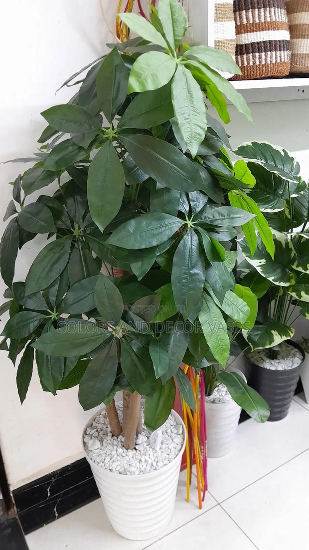 Mango Plant Vase Plus Decorative Stones - main view