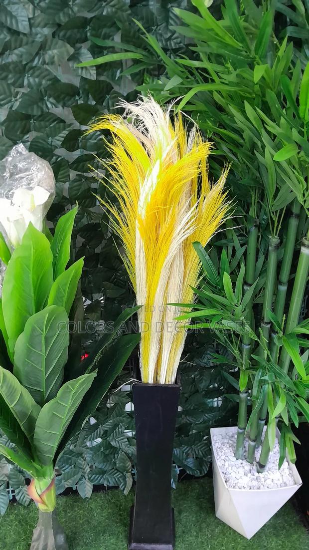 Pampas Grass Variety of Colors Available