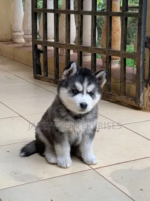 1-3 months Male Purebred Siberian Husky