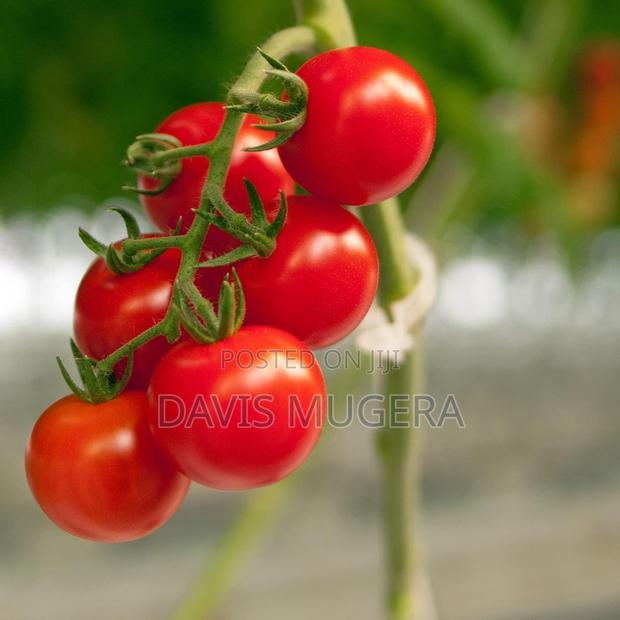 300pcs Tomato Clips, Plastic Trellis Clips Plant Support - thumbnail 3