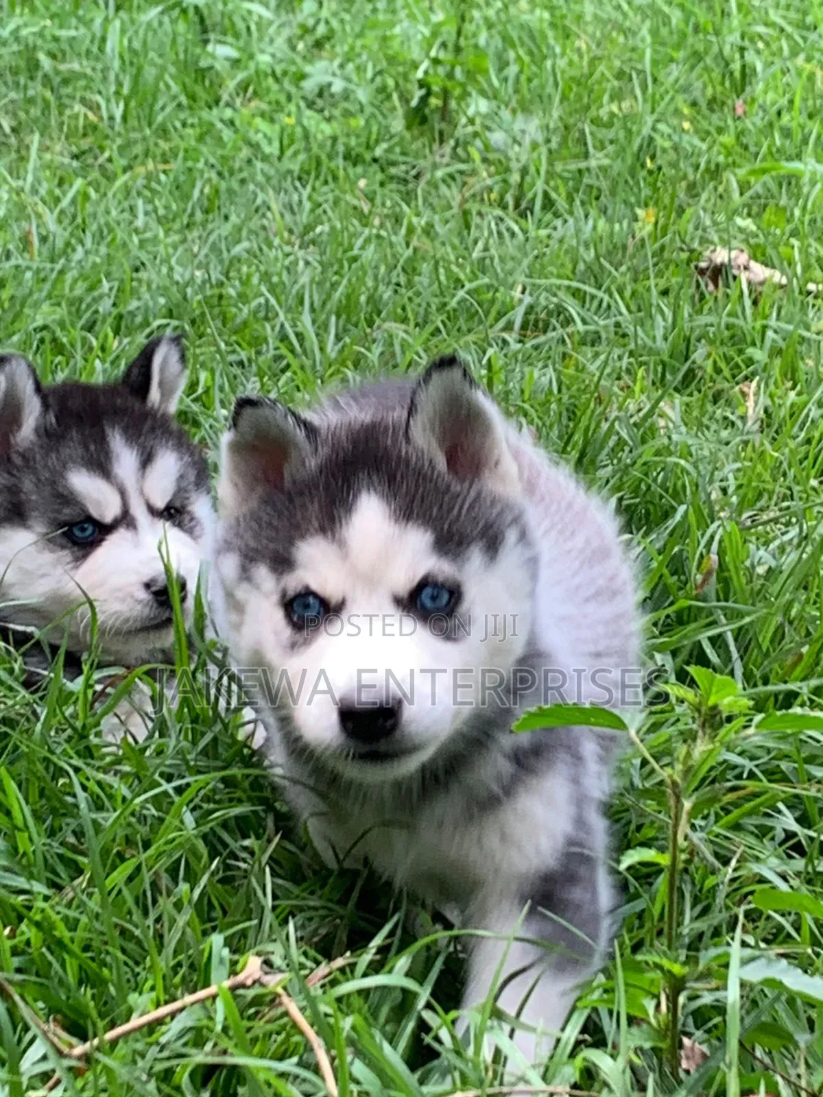 1-3 months Female Purebred Siberian Husky