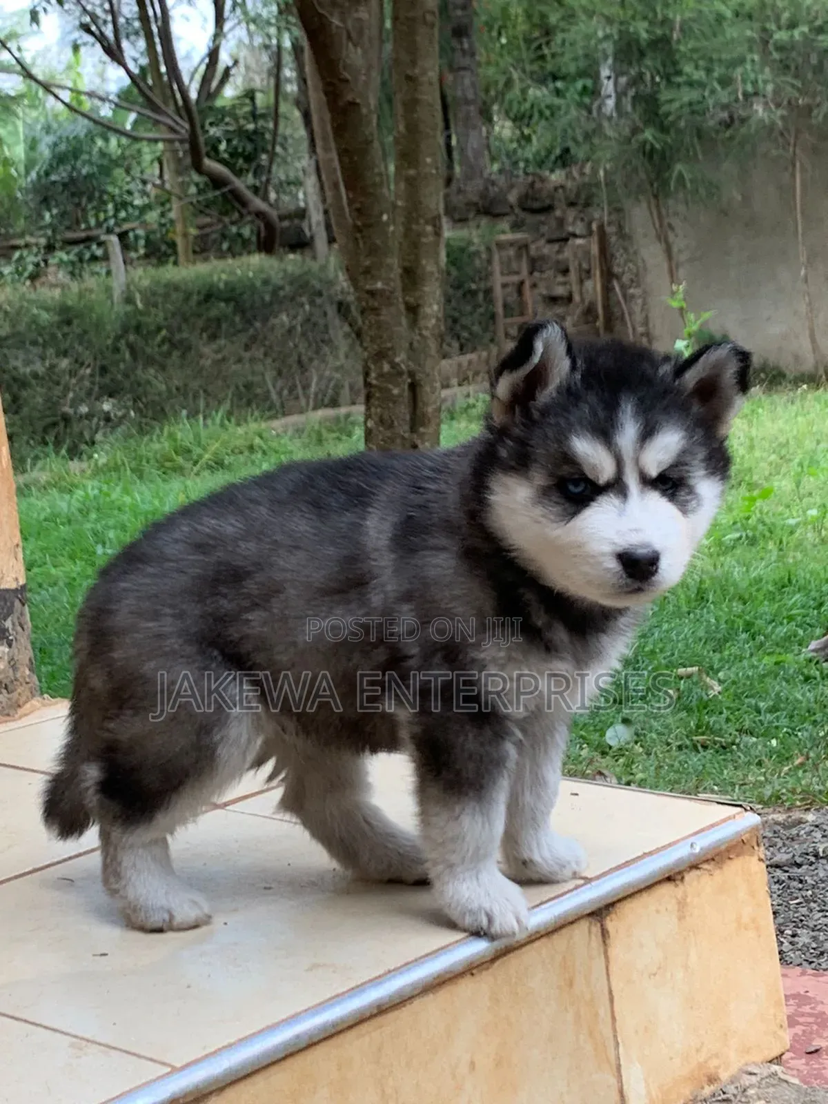 1-3 months Male Purebred Siberian Husky