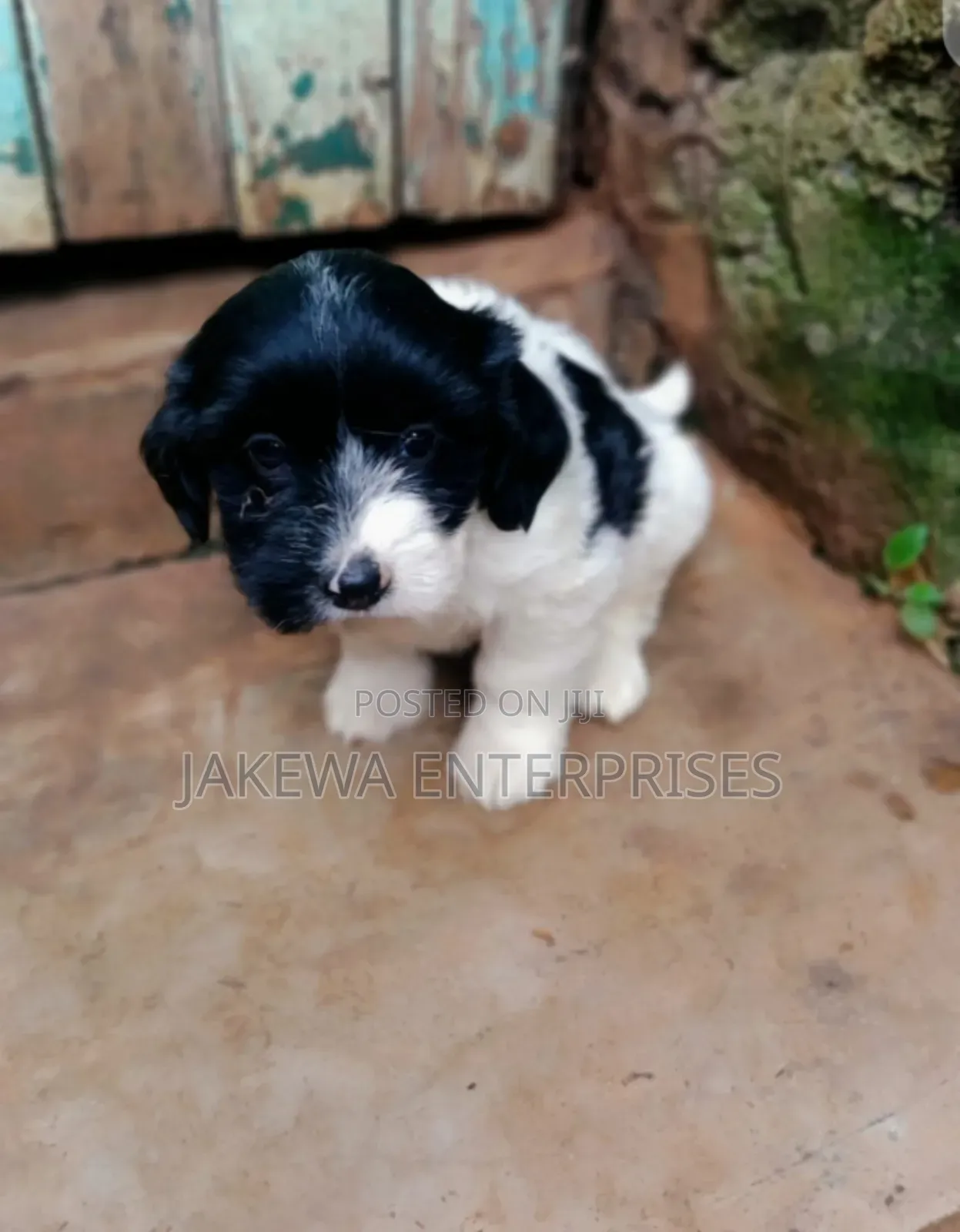 1-3 months Male Purebred Havanese