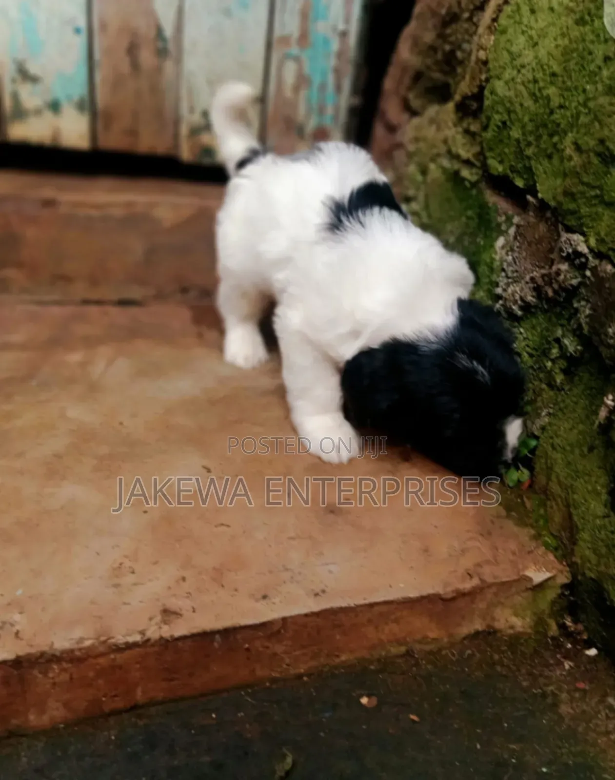 1-3 months Male Purebred Havanese