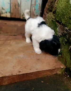 1-3 months Male Purebred Havanese