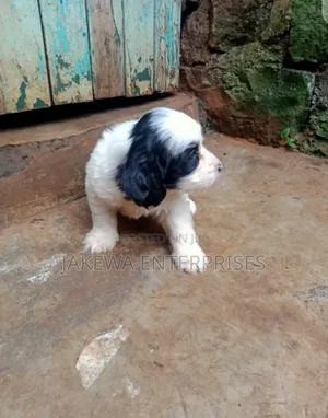 1-3 months Male Purebred Havanese
