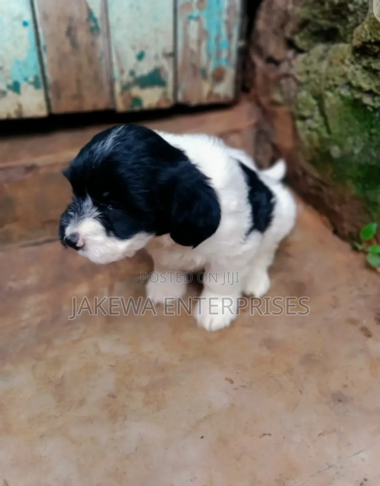 1-3 months Male Purebred Havanese