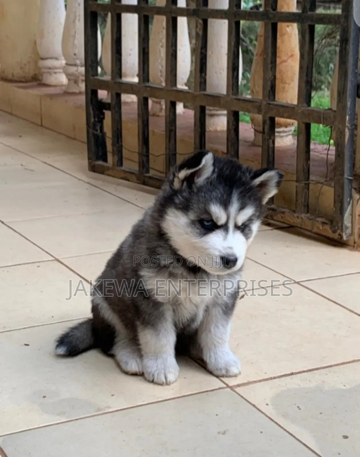 1-3 months Male Purebred Siberian Husky