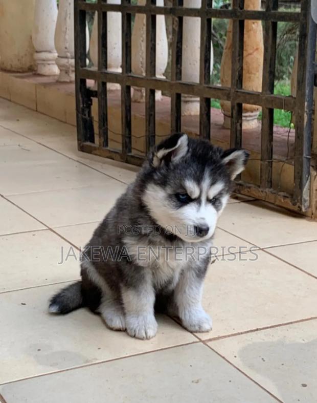 1-3 months Male Purebred Siberian Husky