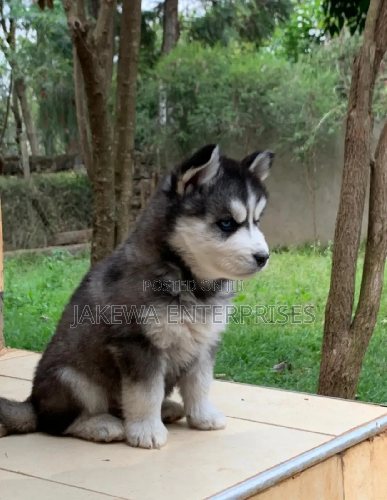 1-3 months Female Purebred Siberian Husky