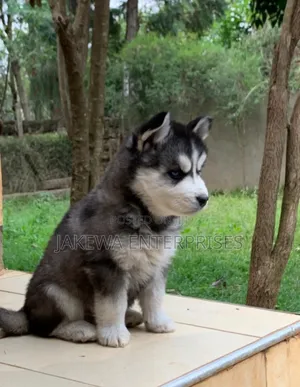 1-3 months Female Purebred Siberian Husky