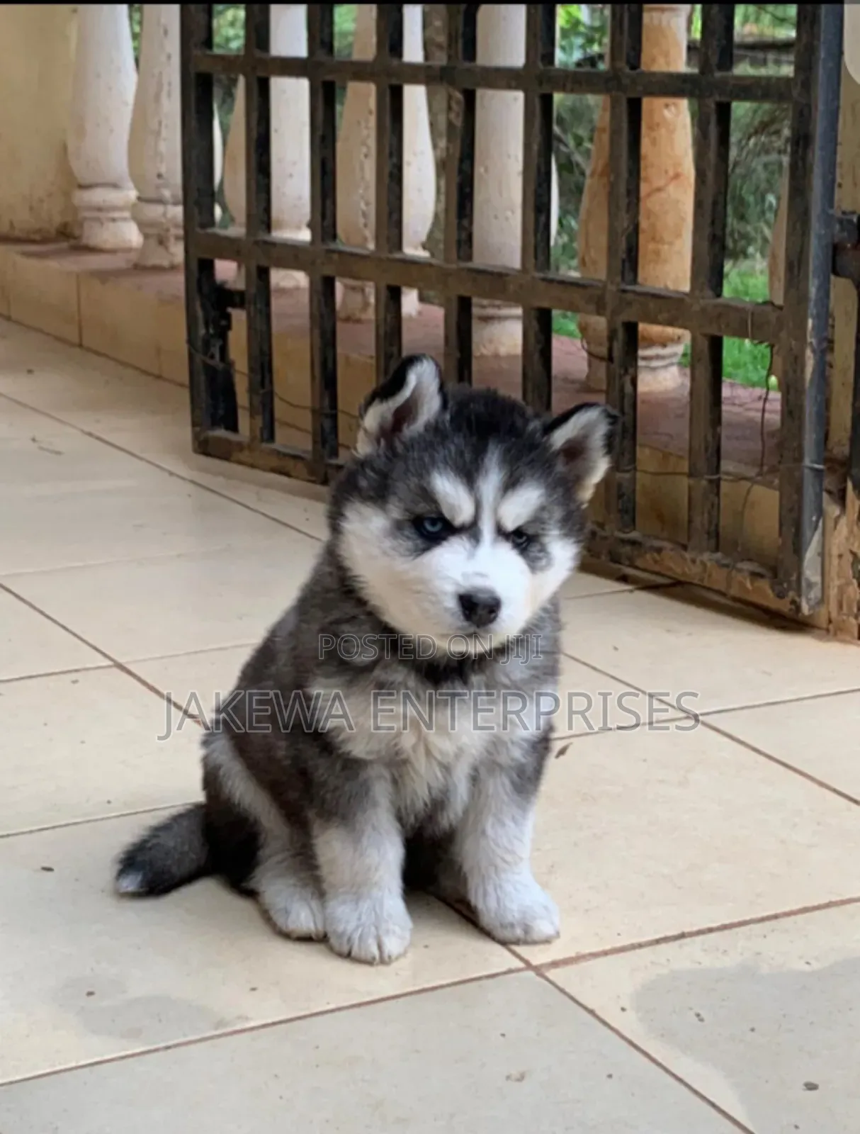 1-3 months Female Purebred Siberian Husky