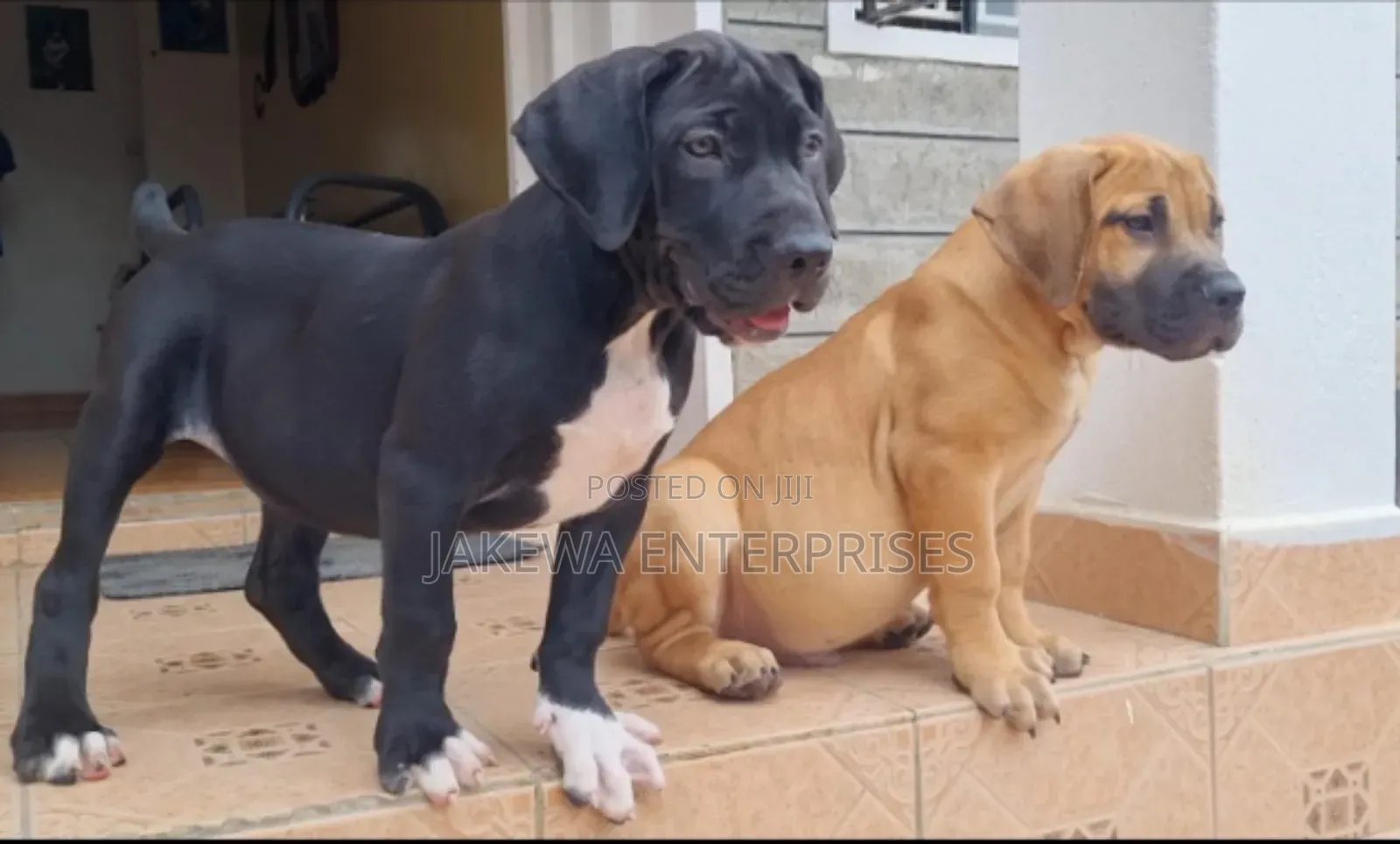 1-3 months Female Purebred Boerboel