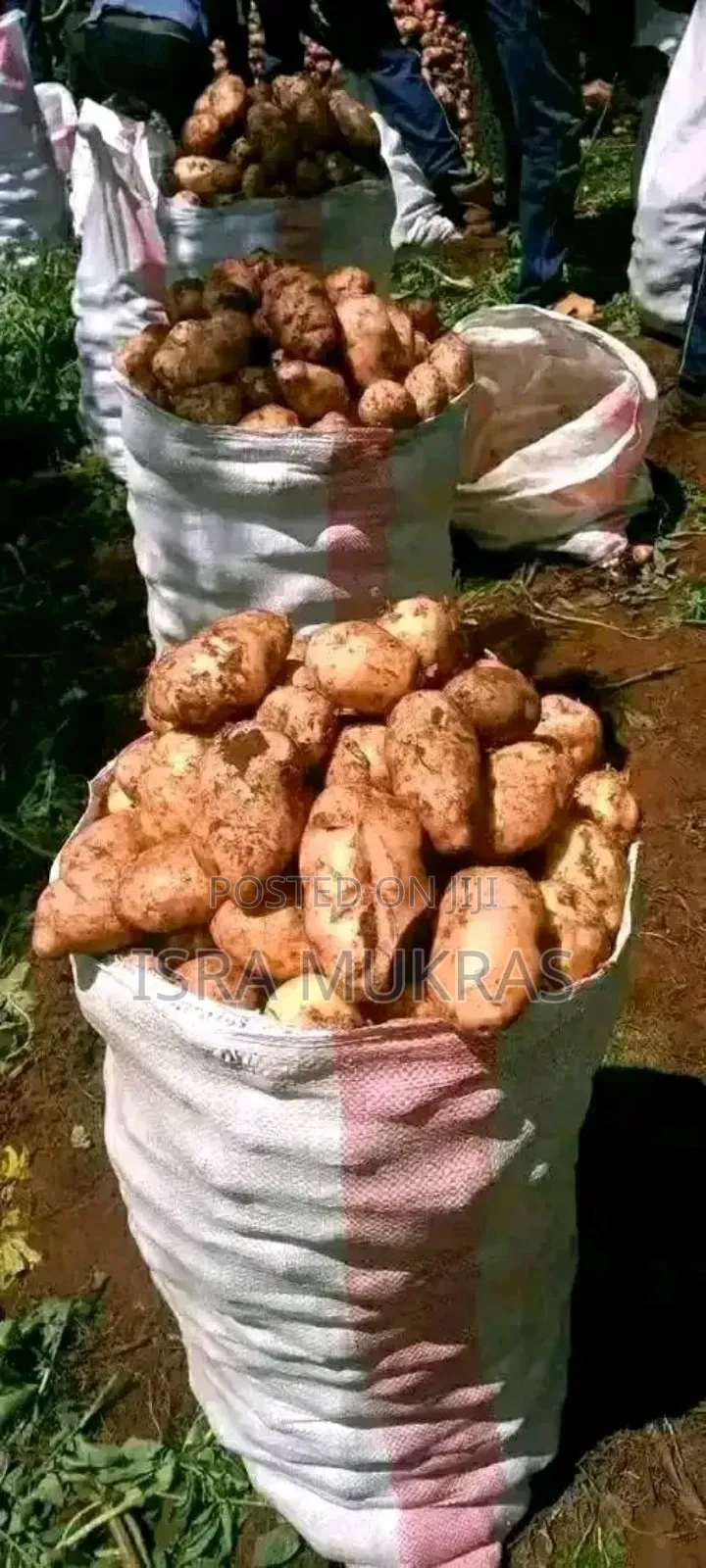 Shangi Potatoes