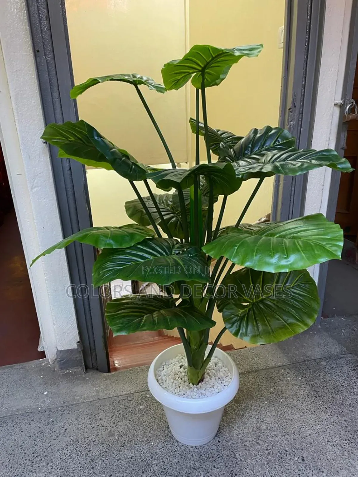 Big Green Plant With Big Vase