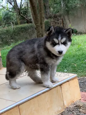 1-3 months Male Purebred Siberian Husky