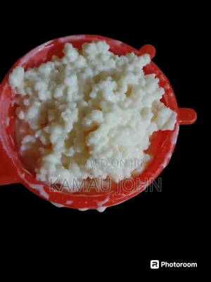 Kefir Grain