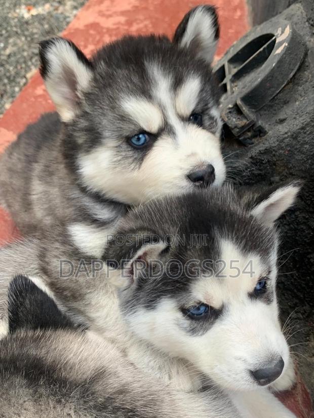 1-3 months Male Purebred Siberian Husky