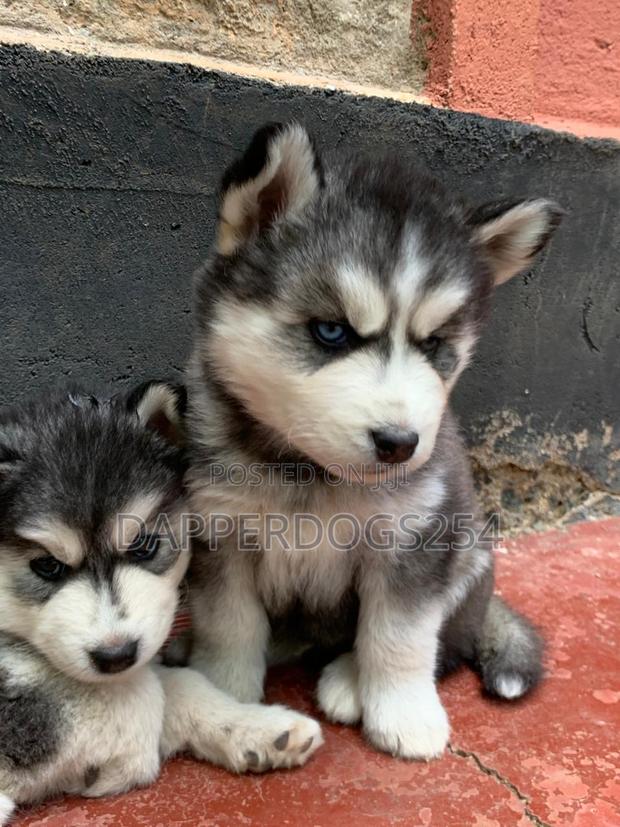1-3 months Male Purebred Siberian Husky - thumbnail 2