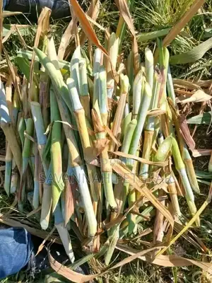 Pakchong 1 Super Napier Cuttings - 1000 Pieces