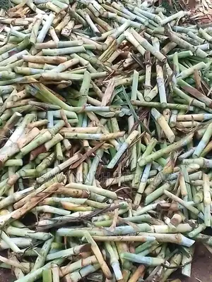 Pakchong 1 Super Napier Cuttings - 1000 Pieces