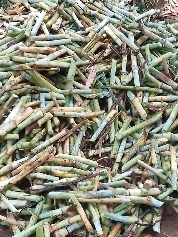 Pakchong 1 Super Napier Cuttings - 1000 Pieces - thumbnail 4