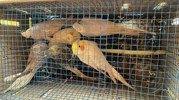 Imported Cockatiels - thumbnail 3