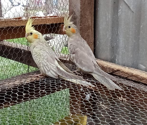 Imported Cockatiels - main view