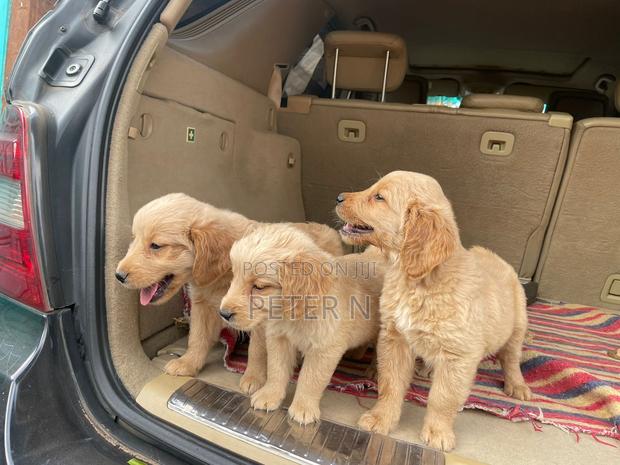 1-3 months Male Purebred Golden Retriever