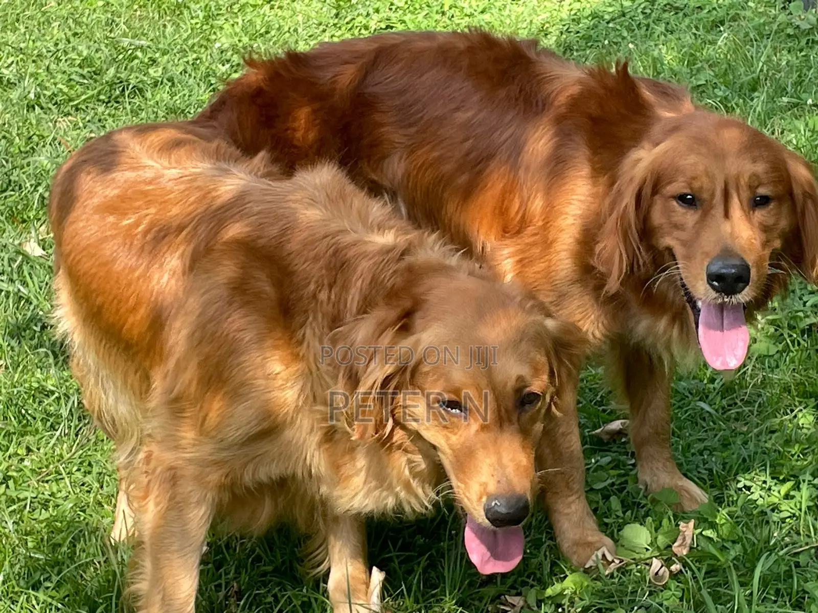 1-3 months Male Purebred Golden Retriever