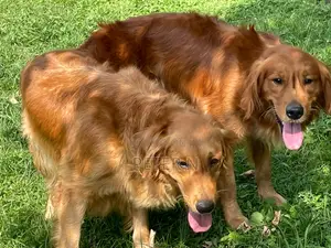 1-3 months Male Purebred Golden Retriever