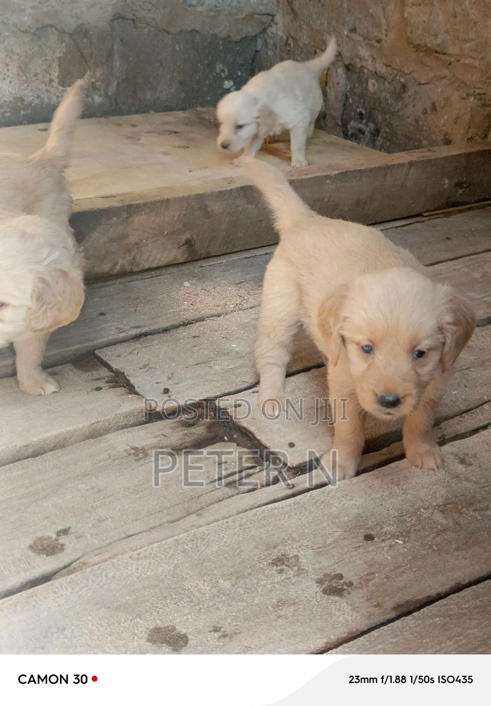 1-3 months Male Purebred Golden Retriever