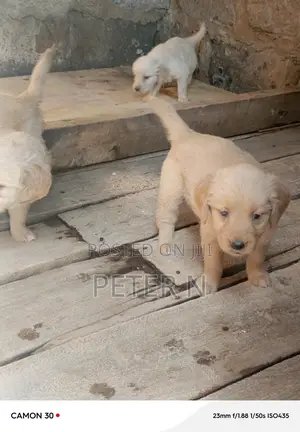 1-3 months Male Purebred Golden Retriever