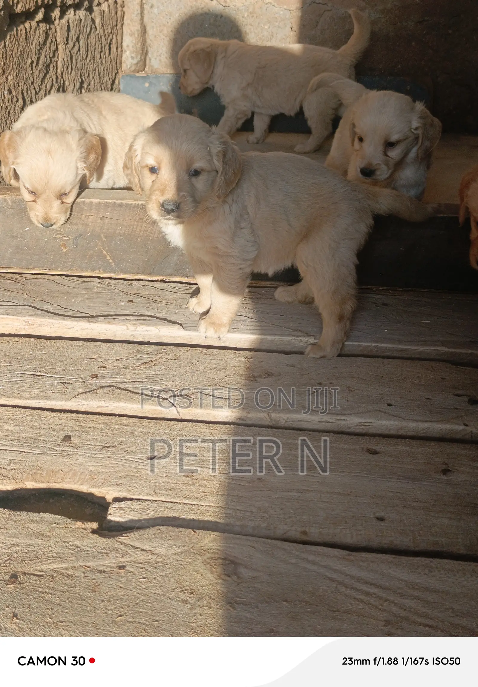 1-3 months Male Purebred Golden Retriever
