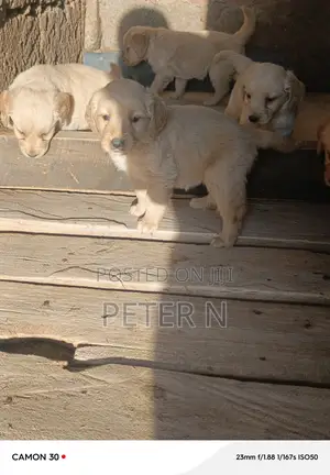 1-3 months Male Purebred Golden Retriever