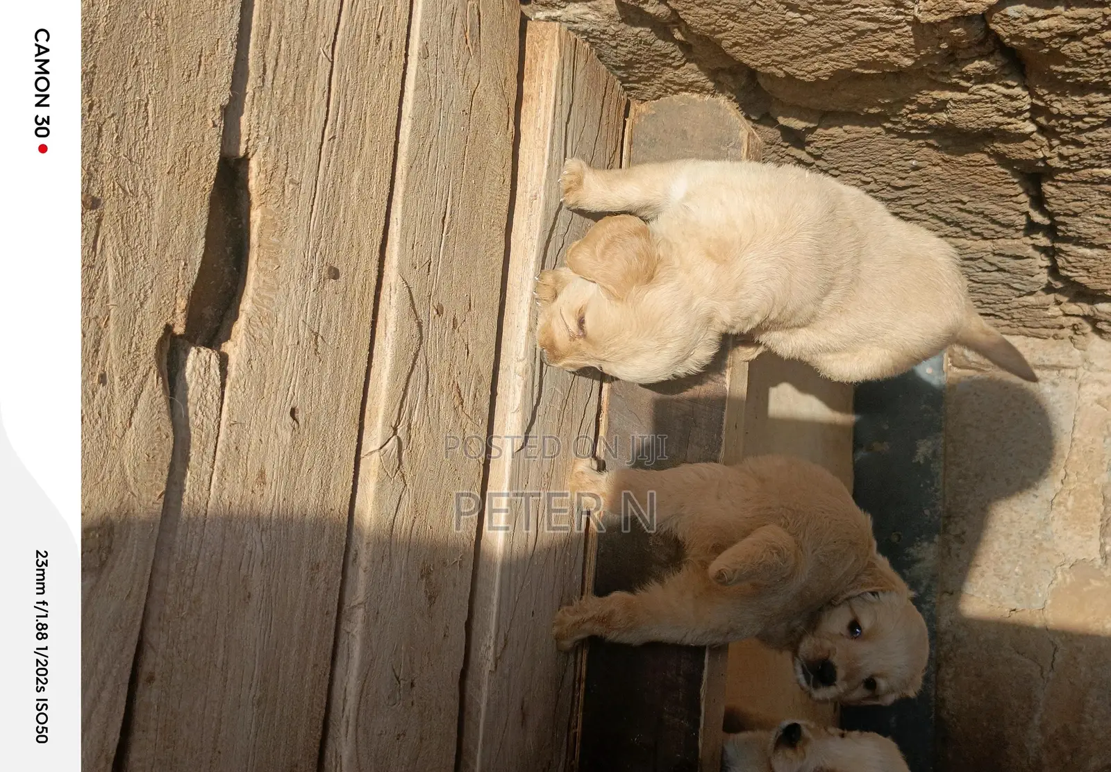1-3 months Male Purebred Golden Retriever